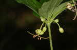 Indian cucumber